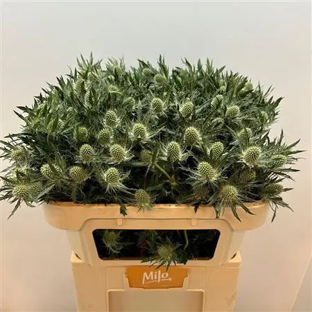 Eryngium Whit Lagoon • 70 cm
