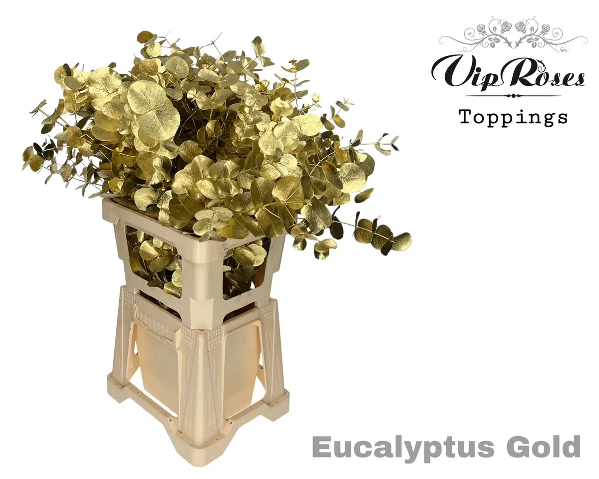 Euca Cinerea Gold 300gr • 65 cm