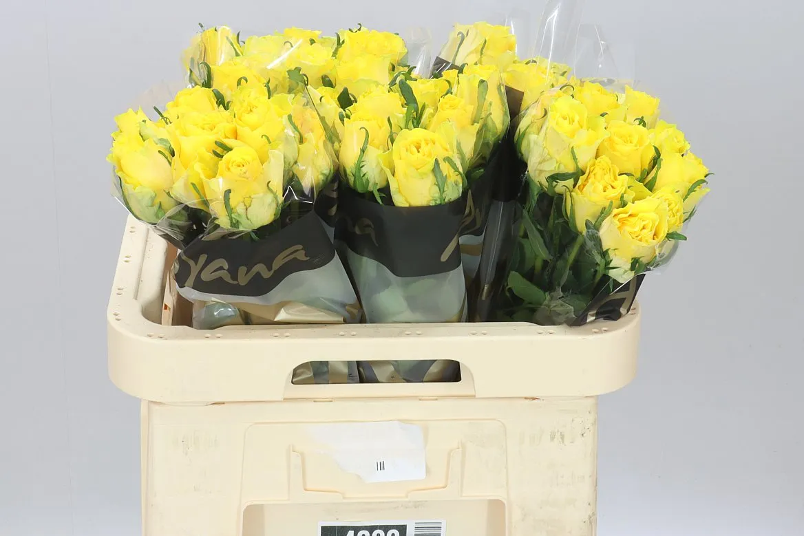 Rosa Gr Golden Smile • 60 cm