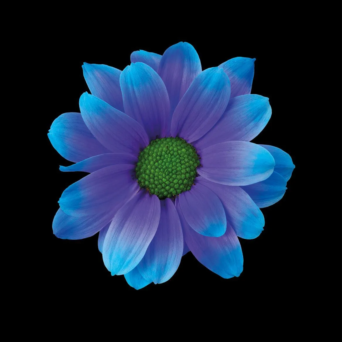 Chryzantéma trsová Kennedy Blue Lagoon • 70 cm