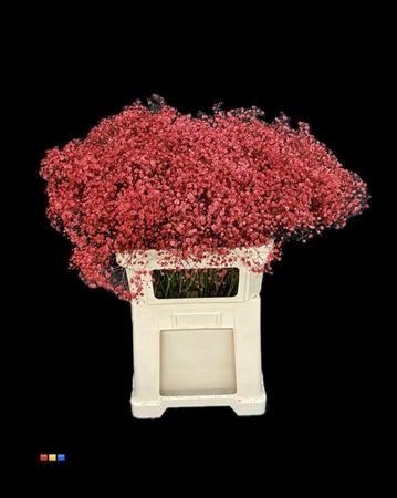 Gypsofila Xlence Red • 80 cm
