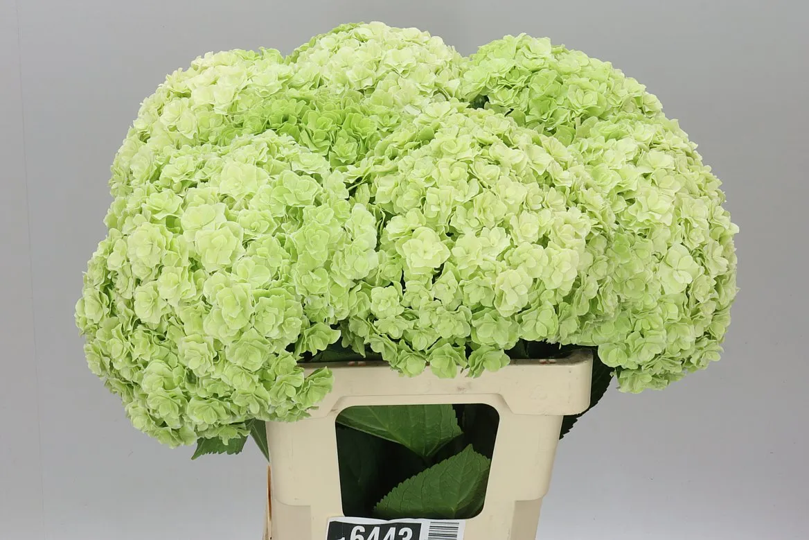 Hyd Highness Classic • 60 cm