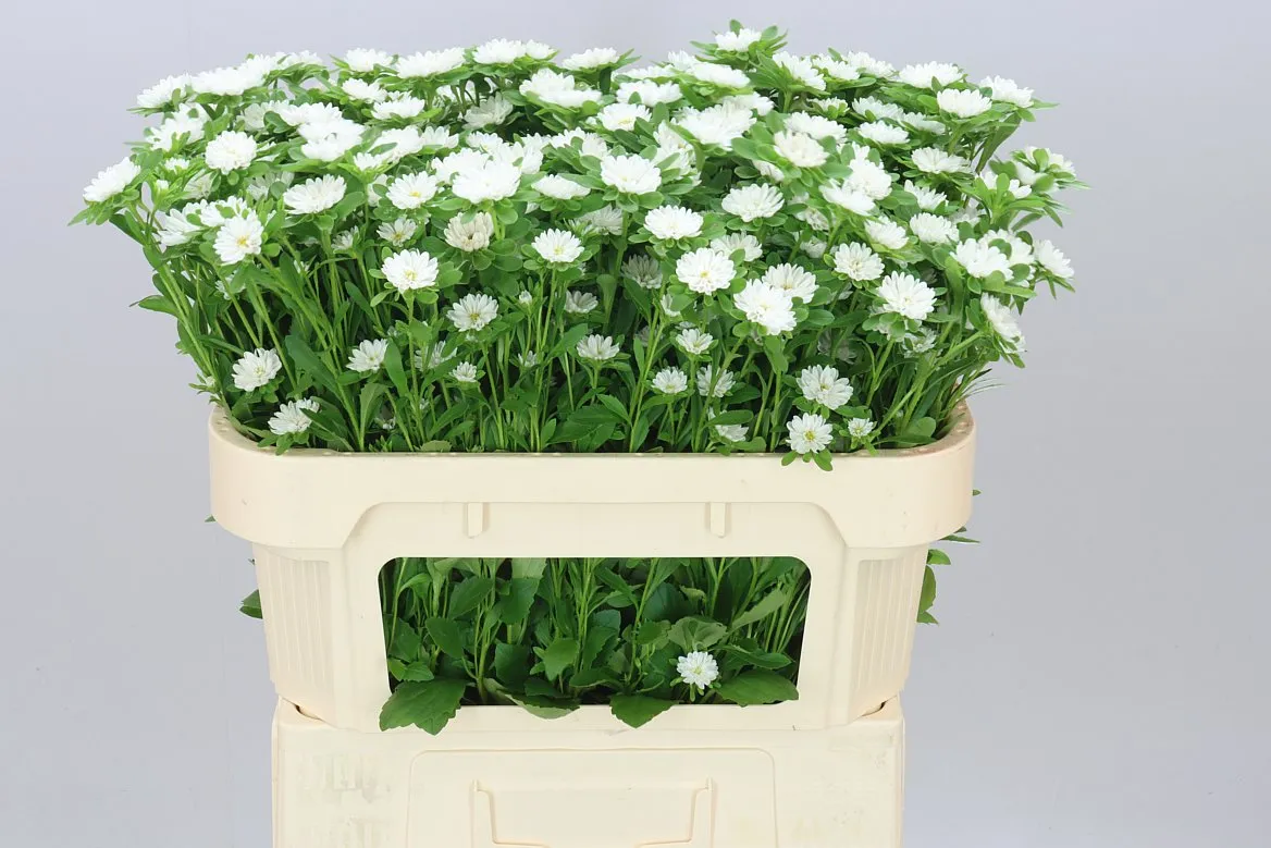 Callis Seren White • 70 cm