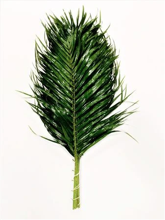 Phoenix By The Box L6 • 60 cm