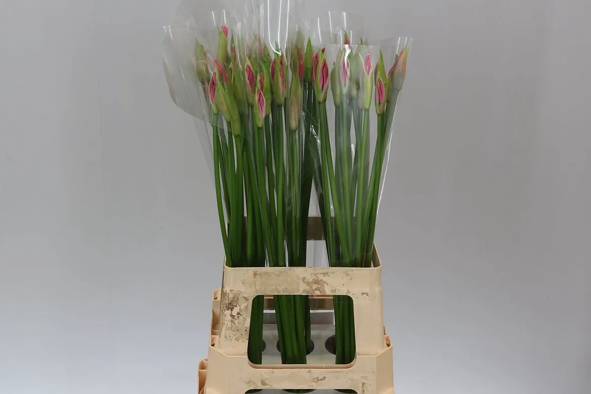 Nerine Bo Favoriet • 70 cm