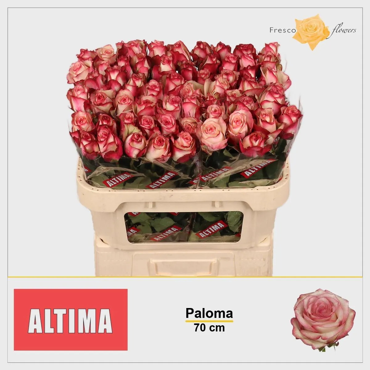 Ruža Paloma • 70 cm