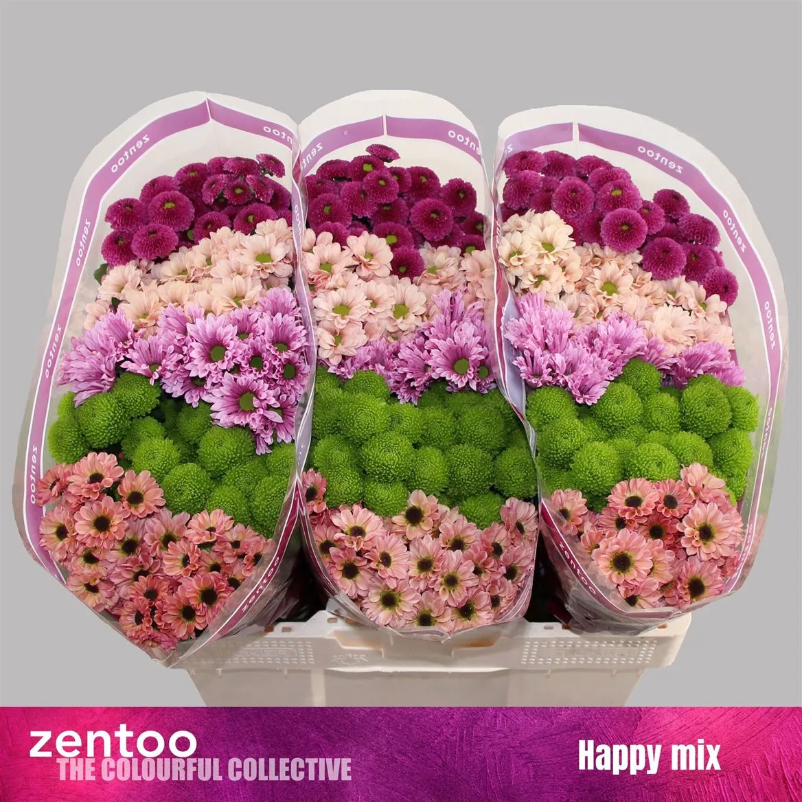 Chryzantéma santini Happy mix • 55 cm