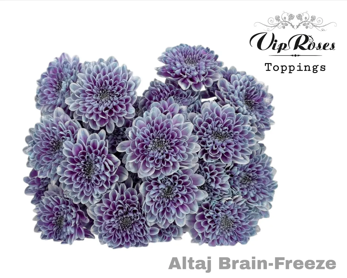 Chr T Altaj Brain Freeze • 65 cm