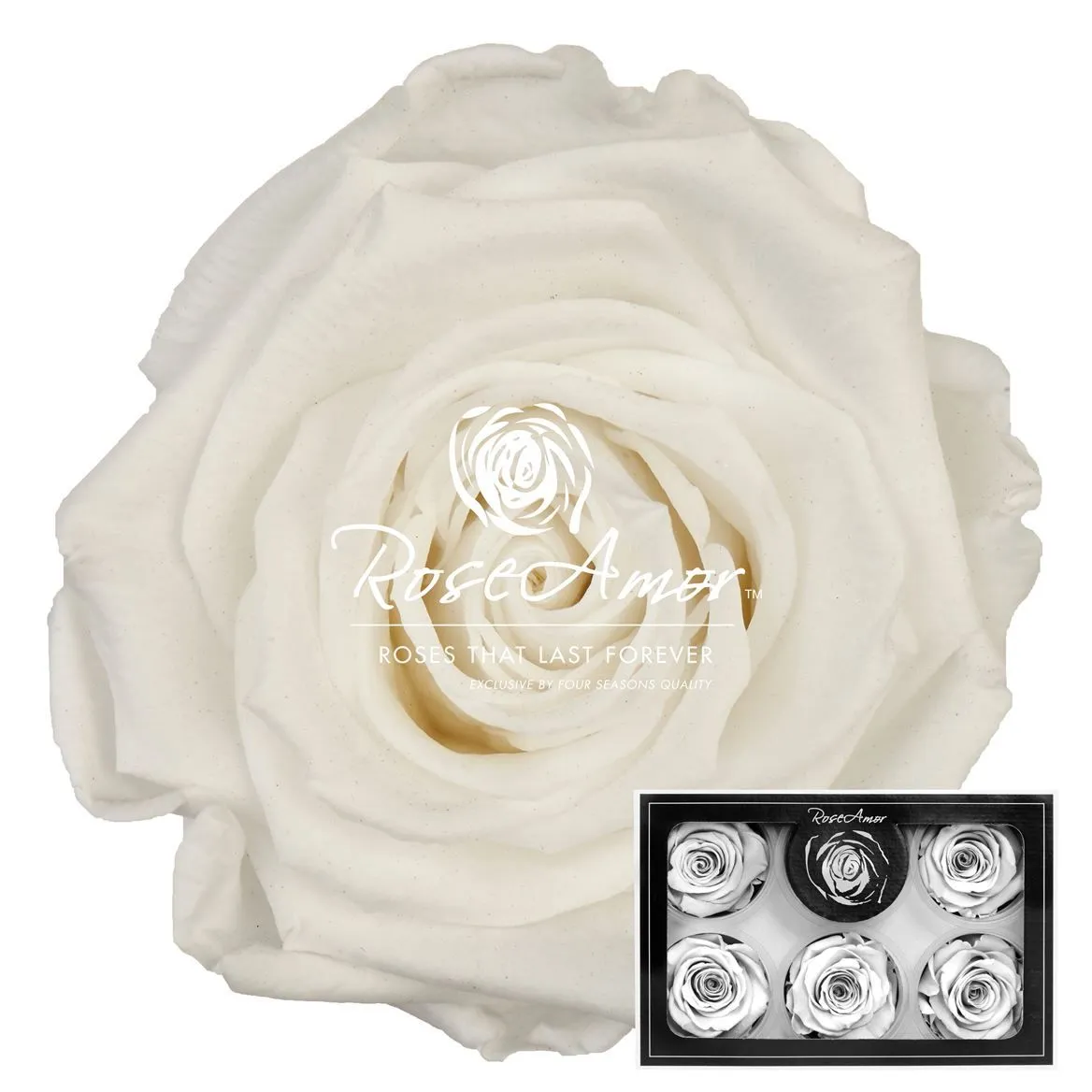 Stabilizovaná ruža XL ⌀ 6 cm, biela WHI01
