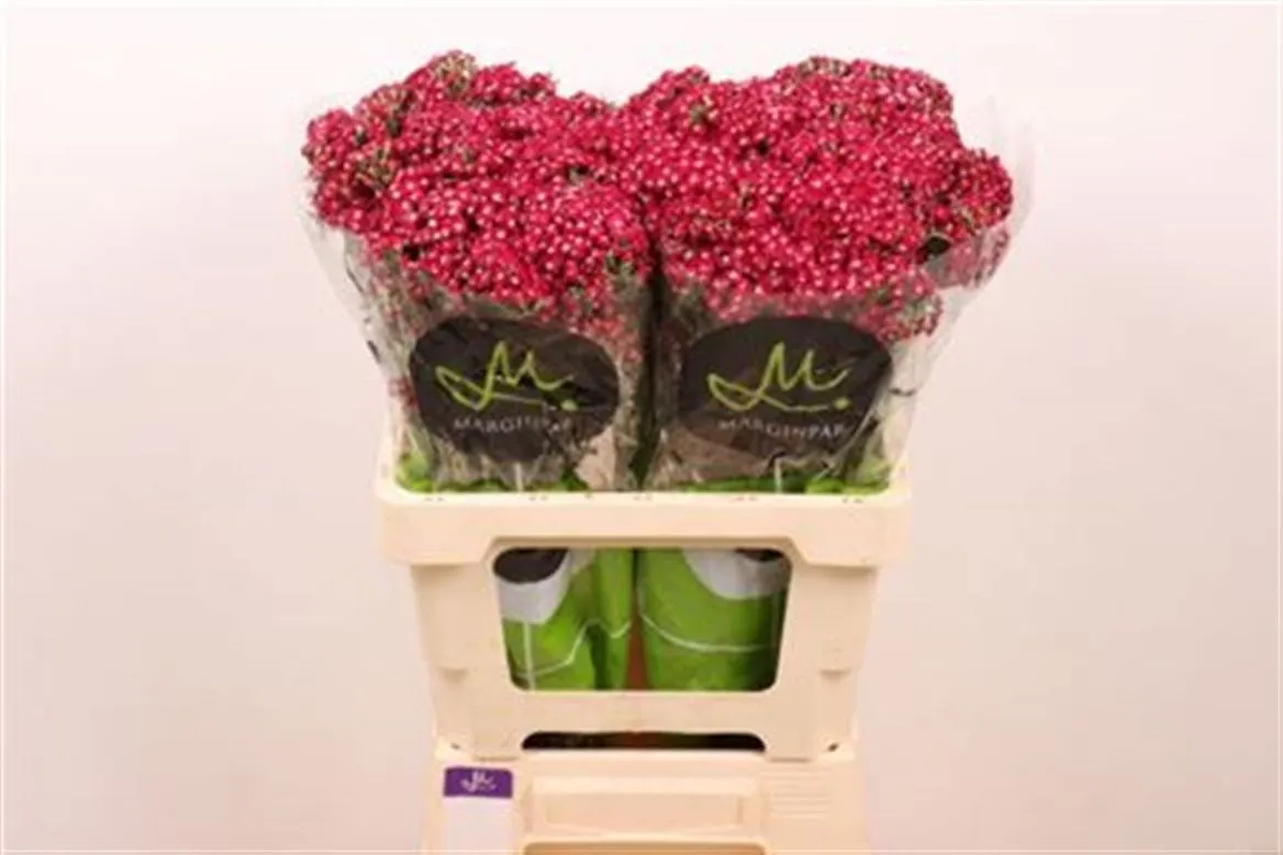 Achillea Neonglow Ember • 60 cm