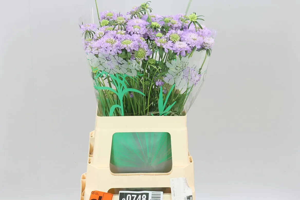 Scabiosa Atr D Lavendel Scoop • 65 cm
