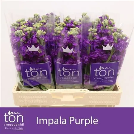 Matthiola Purple • 56 cm