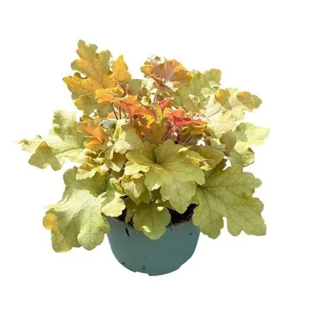 Heuchera Marmelade • črepník 17 cm