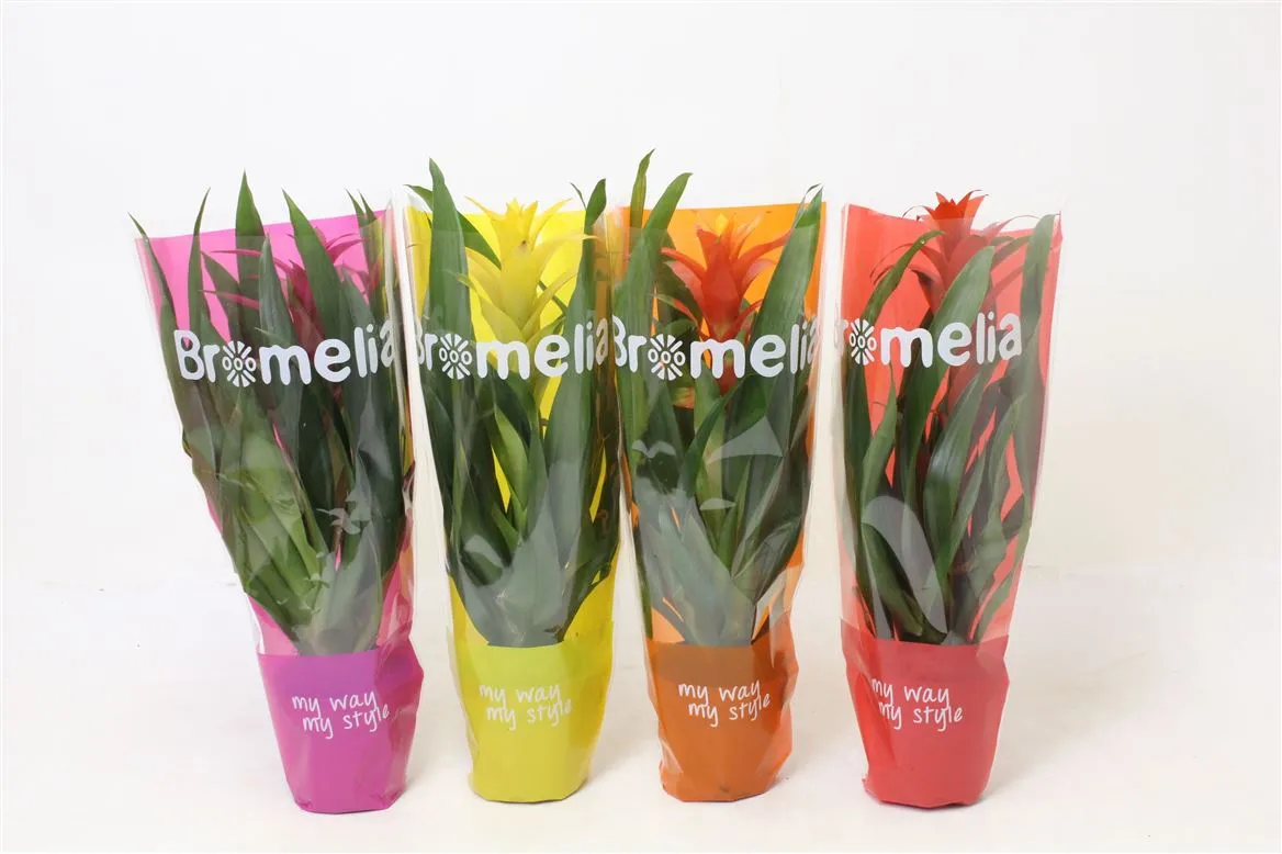 Guzmania mix My Way • črepník 12 cm