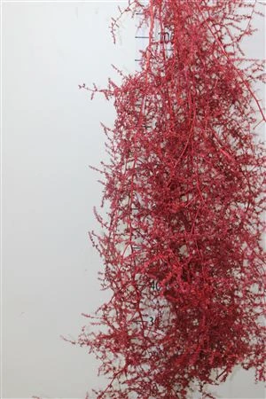 Asparágus Wild Red • 140 cm
