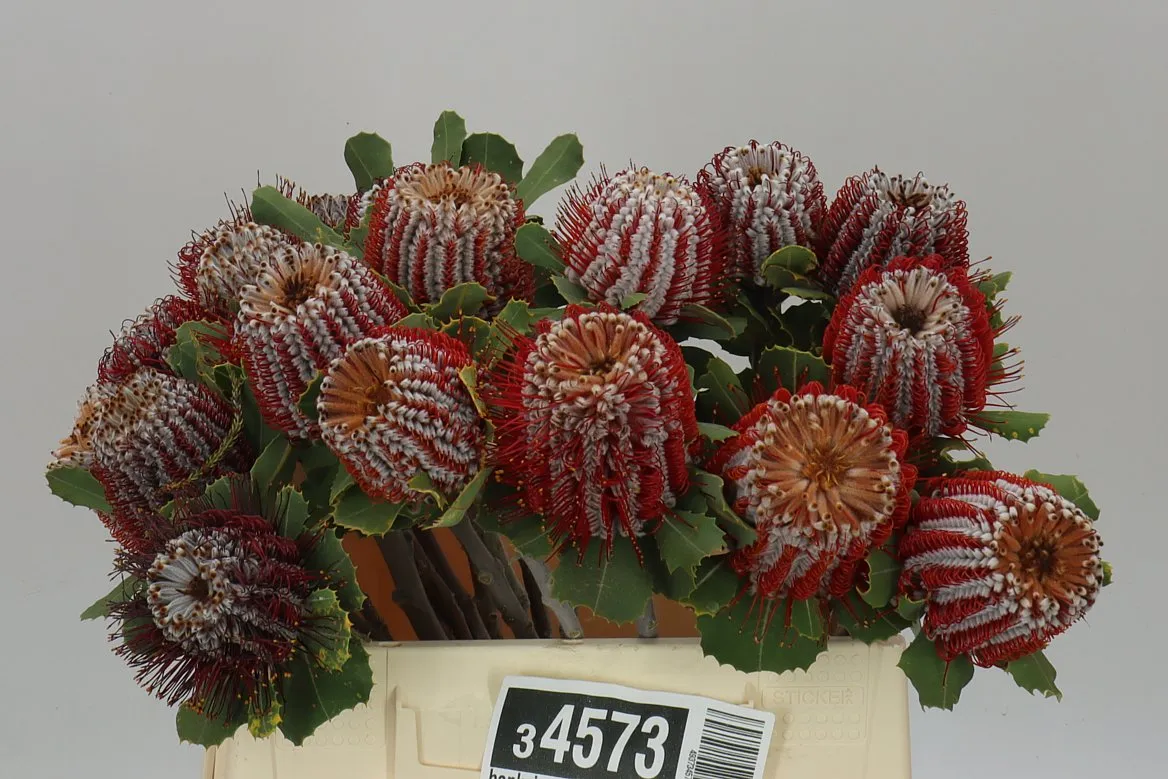 Banksia Coccinea • 40 cm