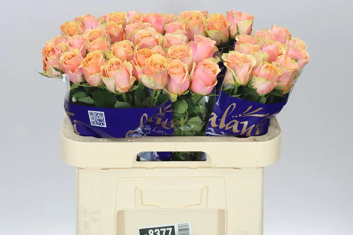 Rosa Gr Dividend • 60 cm