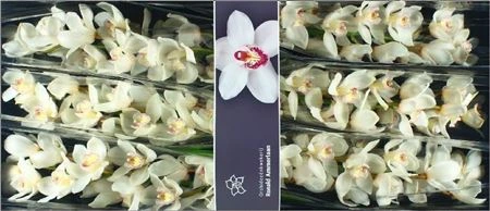 Orchidea Cymbidium T Antonella • 80 cm