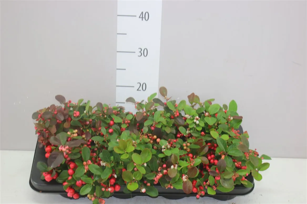 Gaultheria Procumb Red Diamond • črepník 11 cm