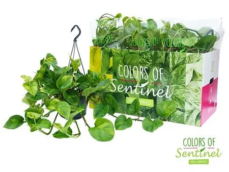 Epipremnum Global Green Hang • črepník 15 cm