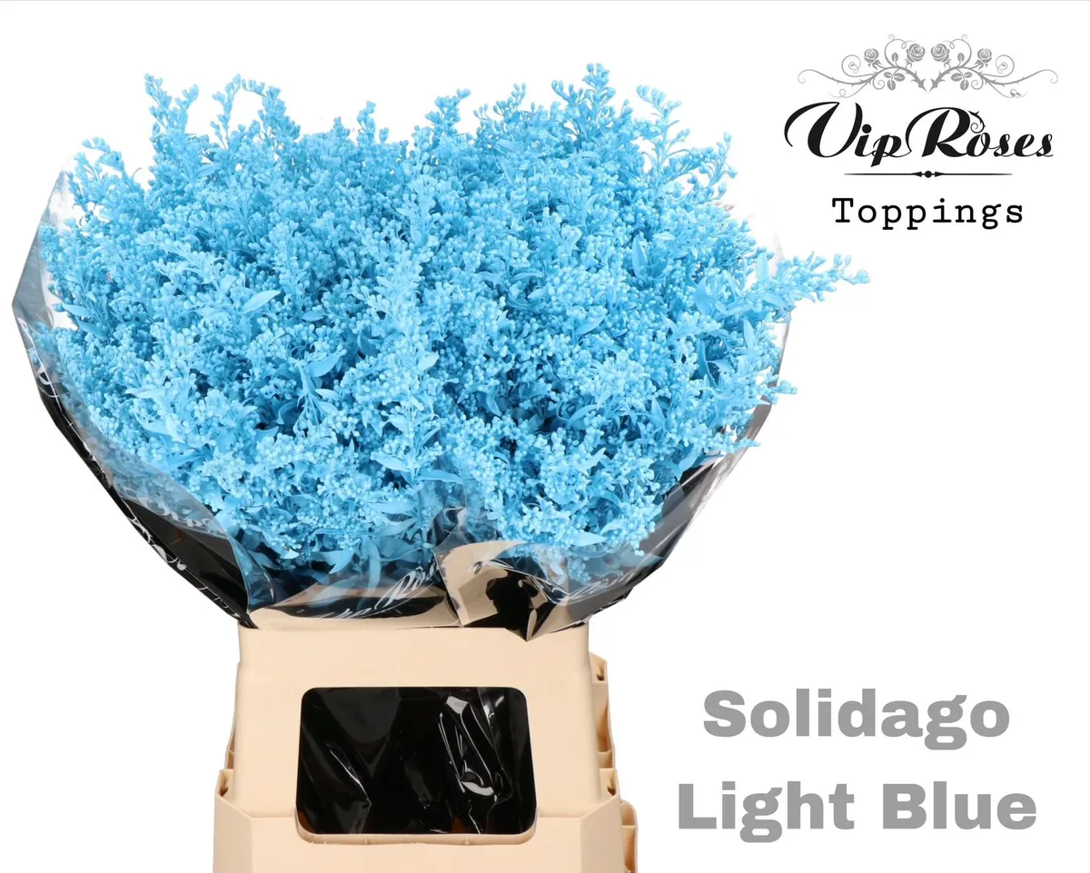 Solidago Light Blue • 70 cm