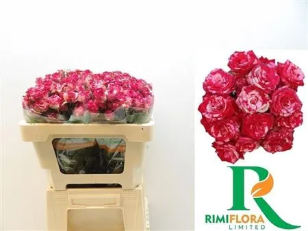 Rosa Tr Fireworks • 50 cm