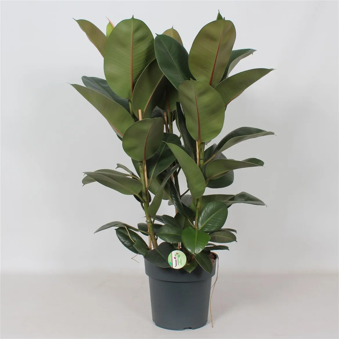 Ficus 'robusta' • črepník 27 cm