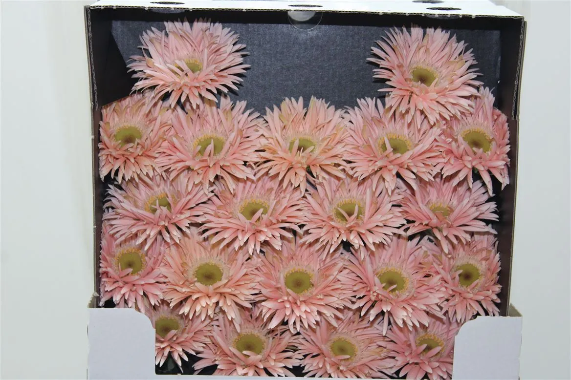 Germini Diamond Spider Honey • 55 cm