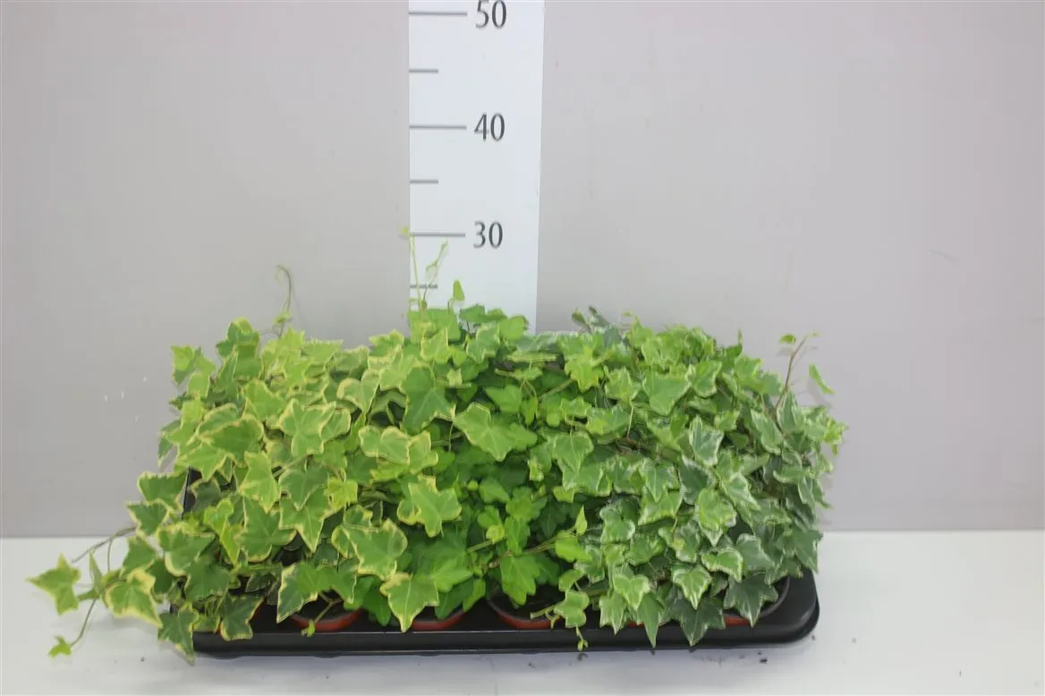 Hedera He Gemengd • črepník 9 cm