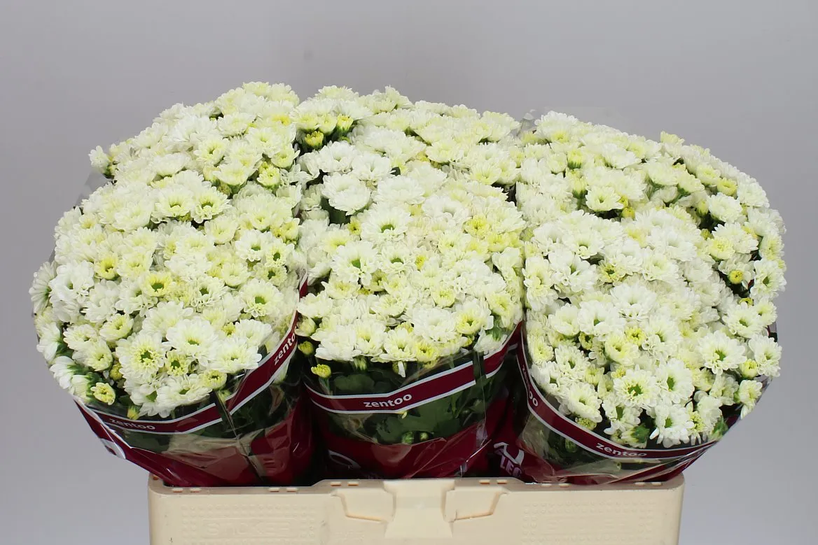 Sant Rossi White • 55 cm
