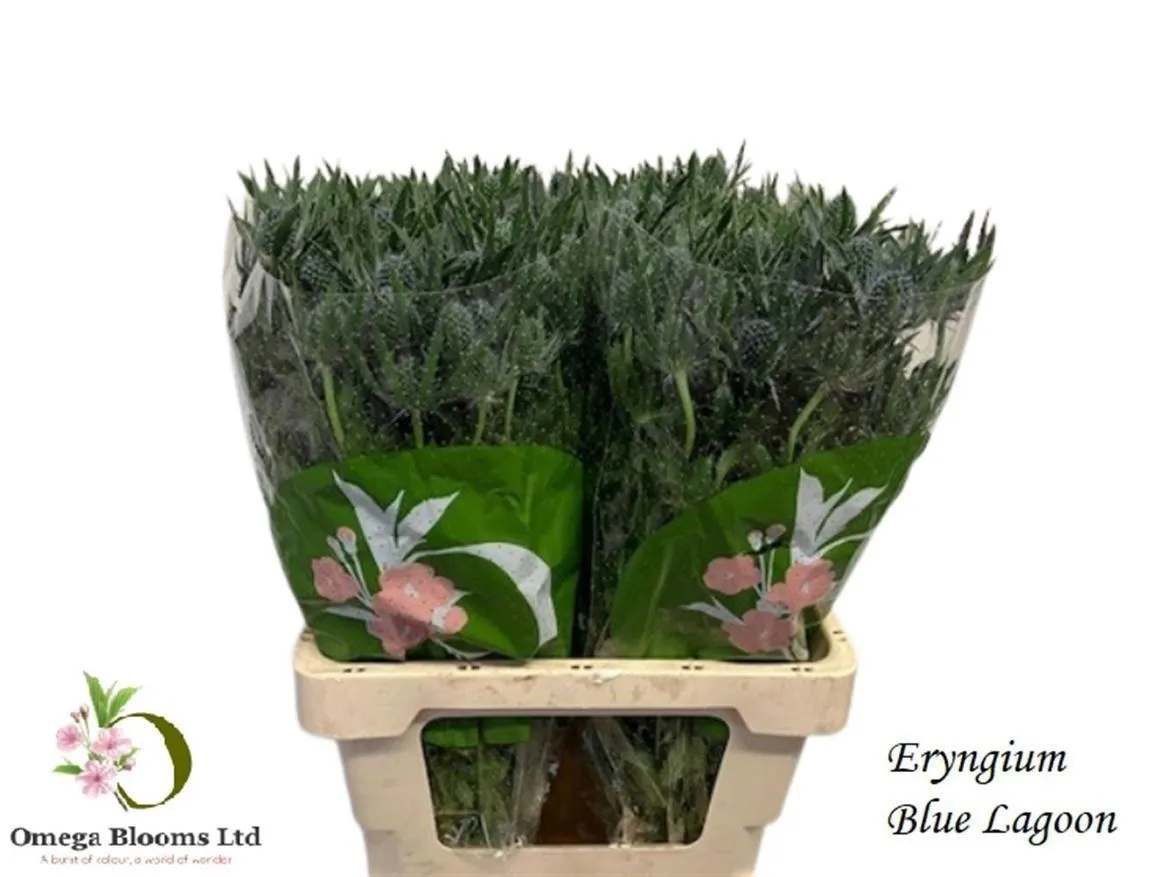 Eryngium Blue Lagoon • 65 cm