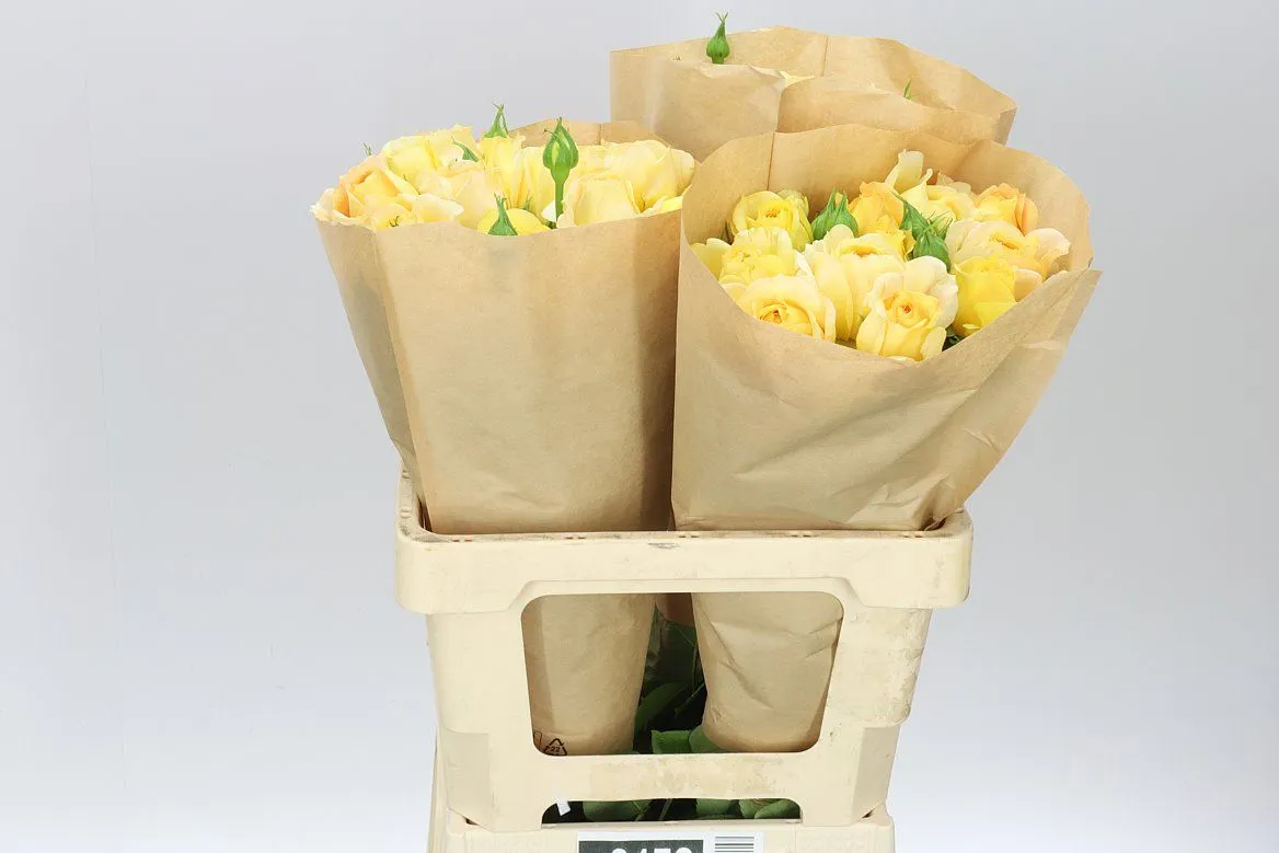 Rosa Gar Caramel Antique • 60 cm