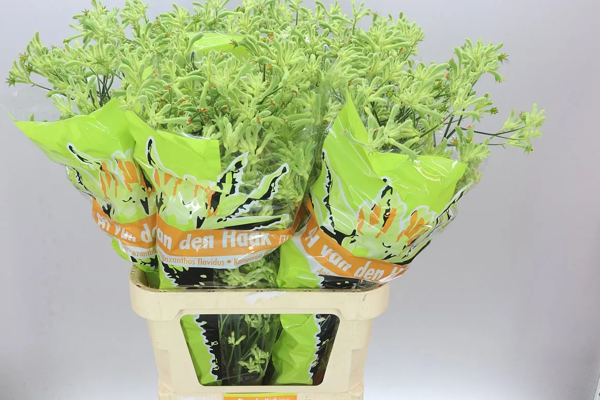 Anigozanthos Green • 100 cm