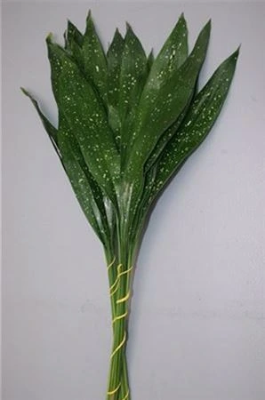 Aspidistra Milky Way • 60 cm