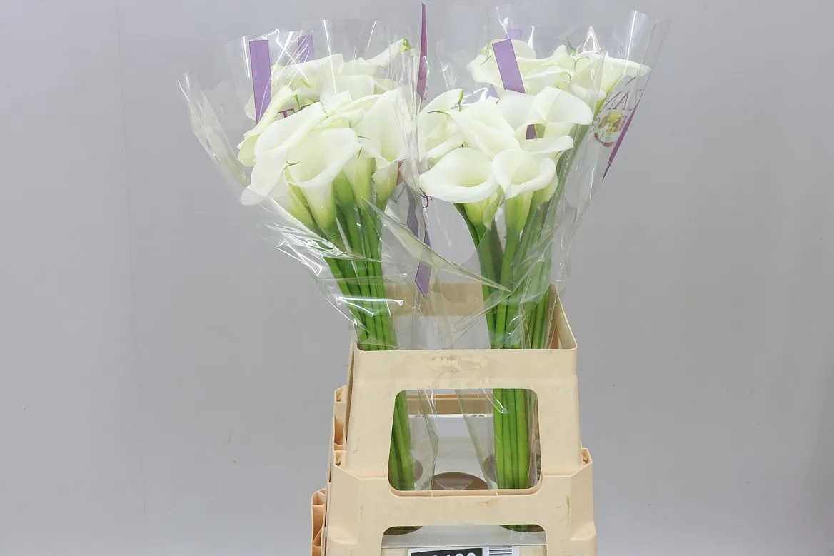 Kala White Art • 65 cm