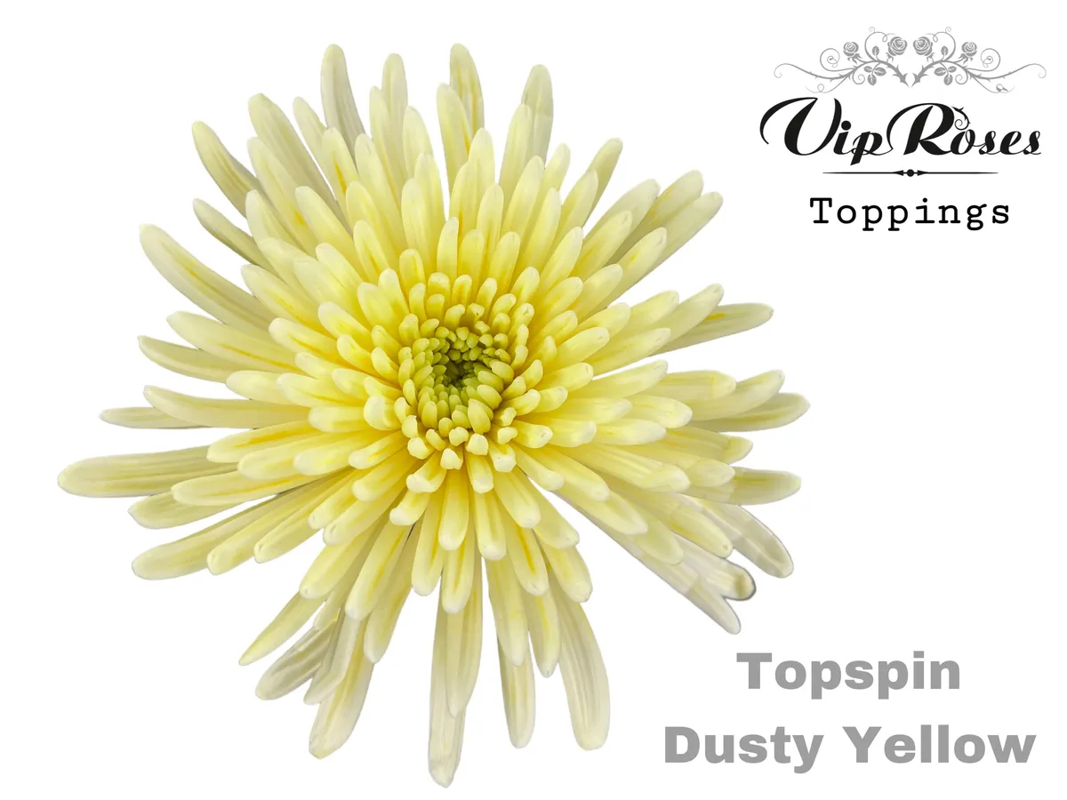 Chryzantéma veľkokvetá Topspin Dusty Yellow • 70 cm