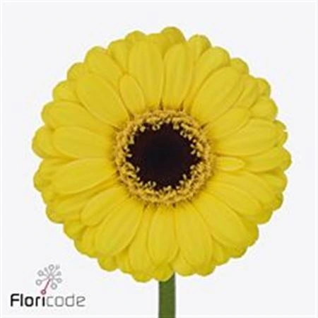 Germini Sunshine • 45 cm
