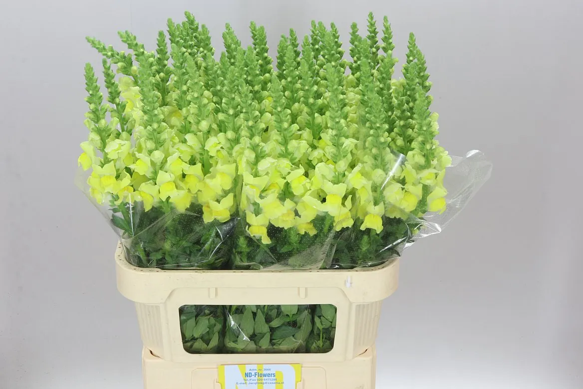 Antir Yellow • 80 cm