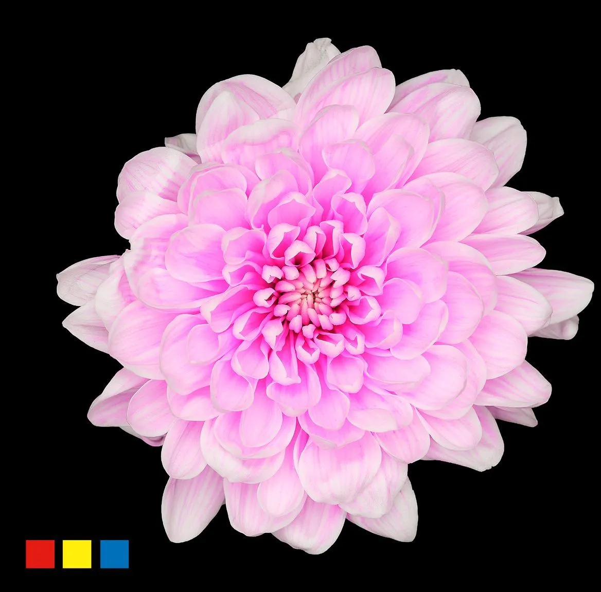 Chryzantéma trsová Altaj Pastel Cerise • 70 cm