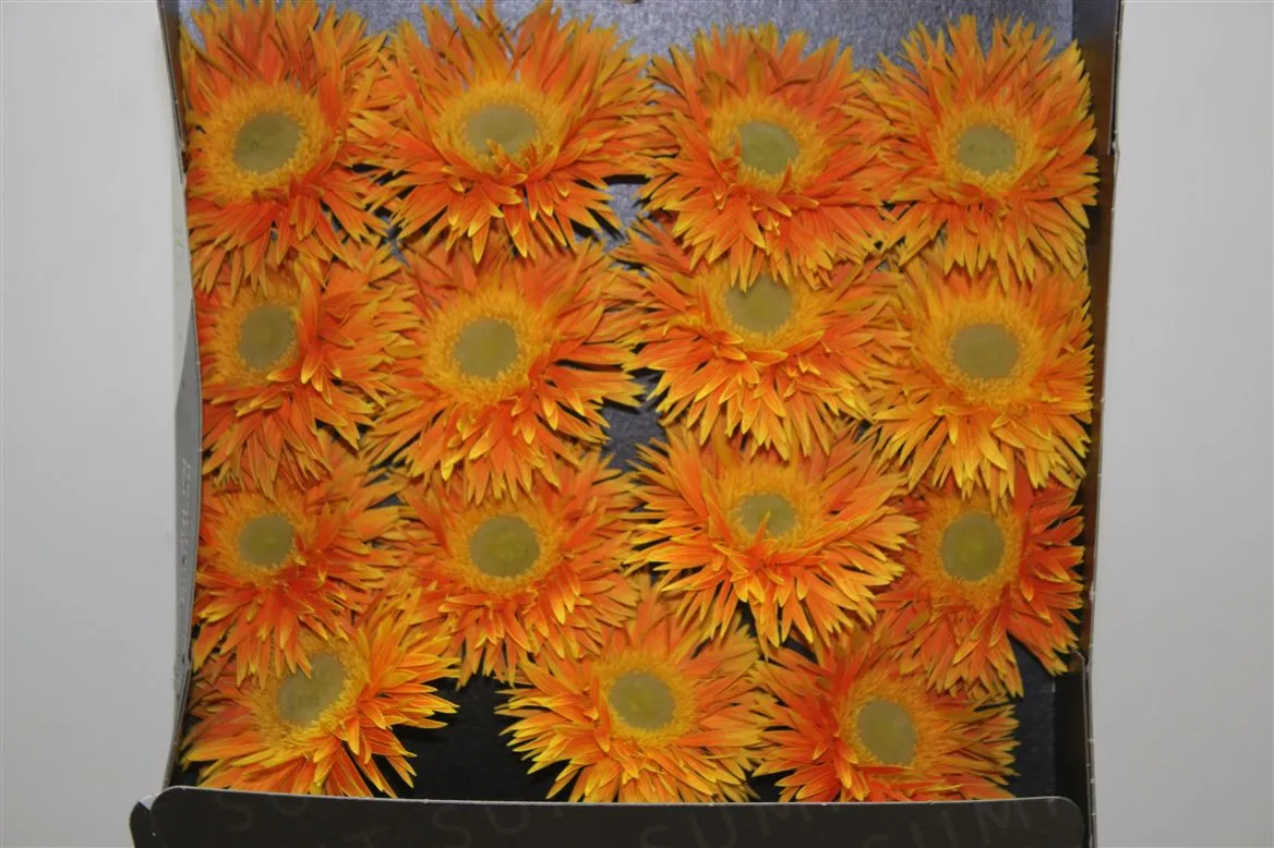 Gerbera Diamond Spider Maui • 55 cm