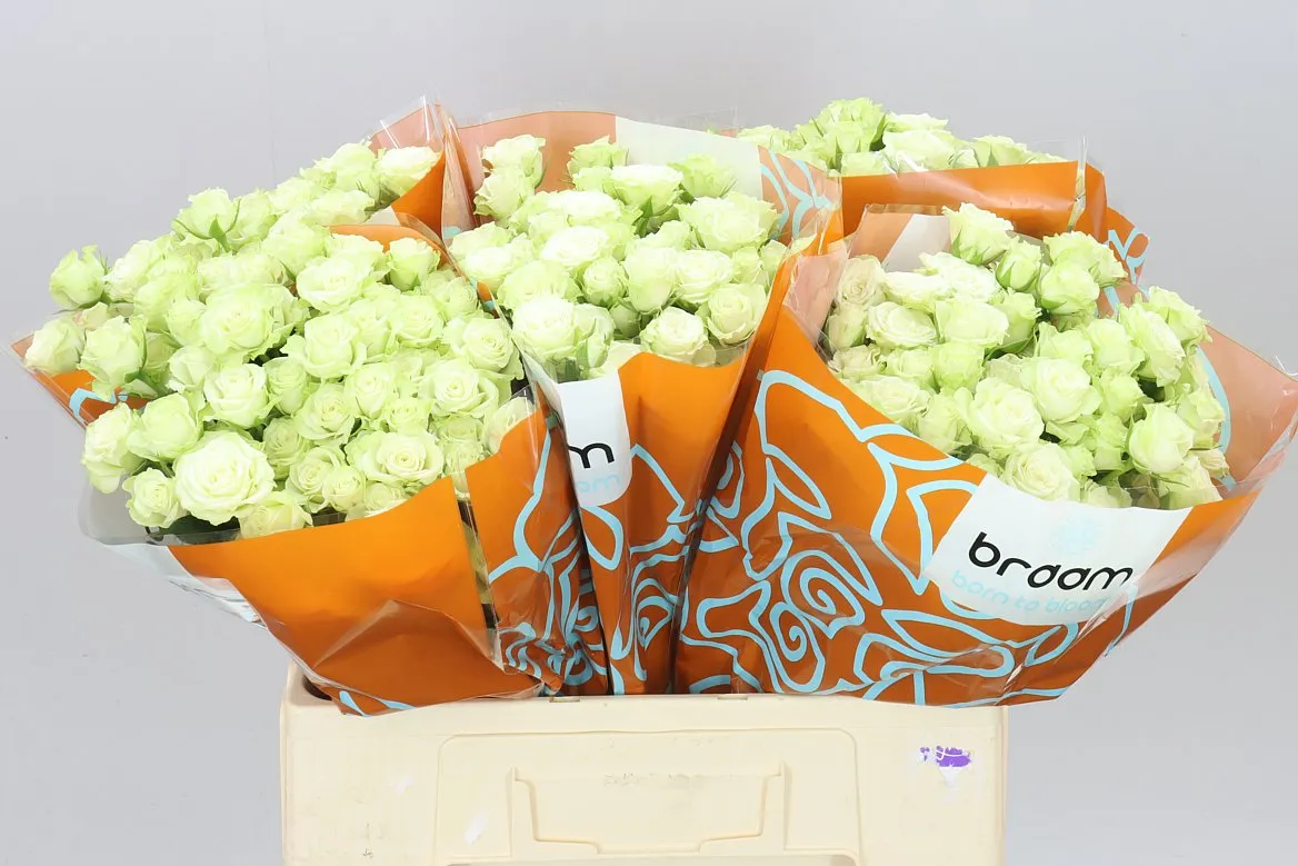 Ruža trsová Green Glow • 60 cm