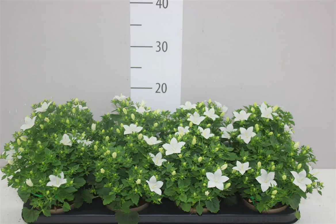 Campanula Is Atlanta White • črepník 11 cm