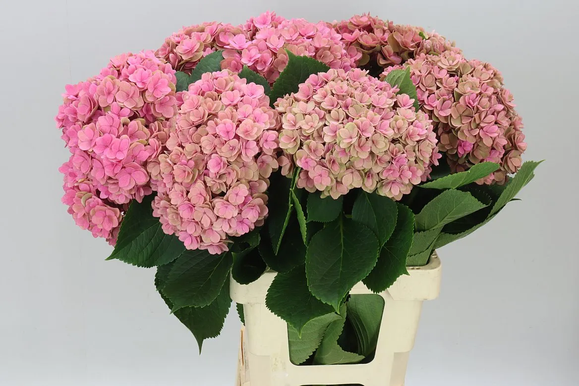 Hortenzia Kiss Classic • 65 cm