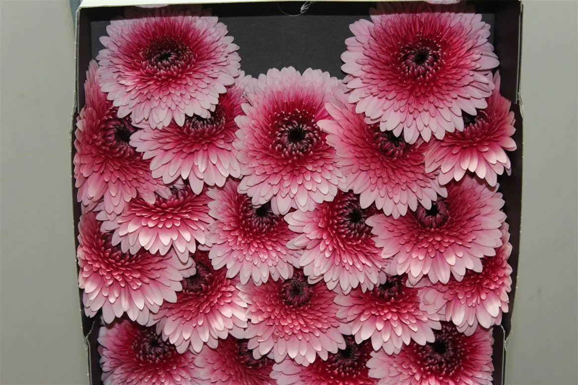 Germini Diamond P Choochoo • 55 cm