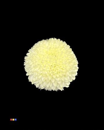 Chryzantéma veľkokvetá Superbowl Creme • 80 cm
