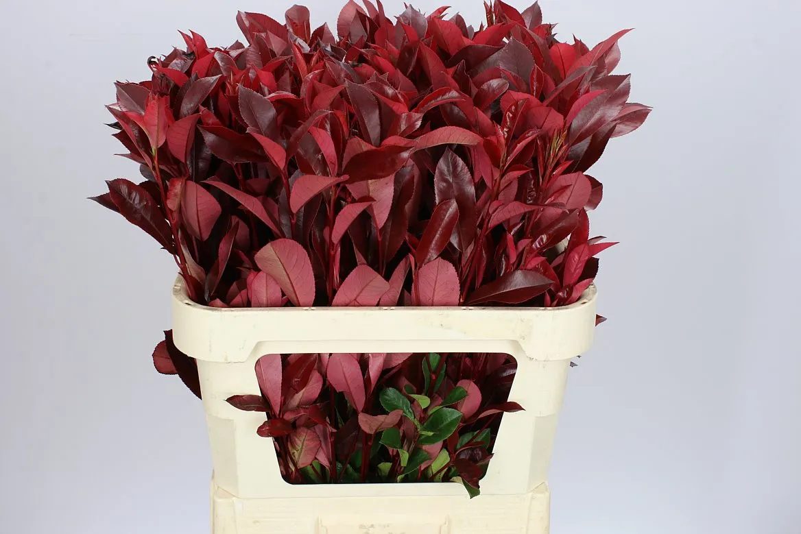 Photinia X F Red Robin • 80 cm