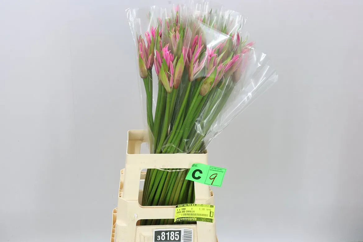 Amarine Smilla • 70 cm