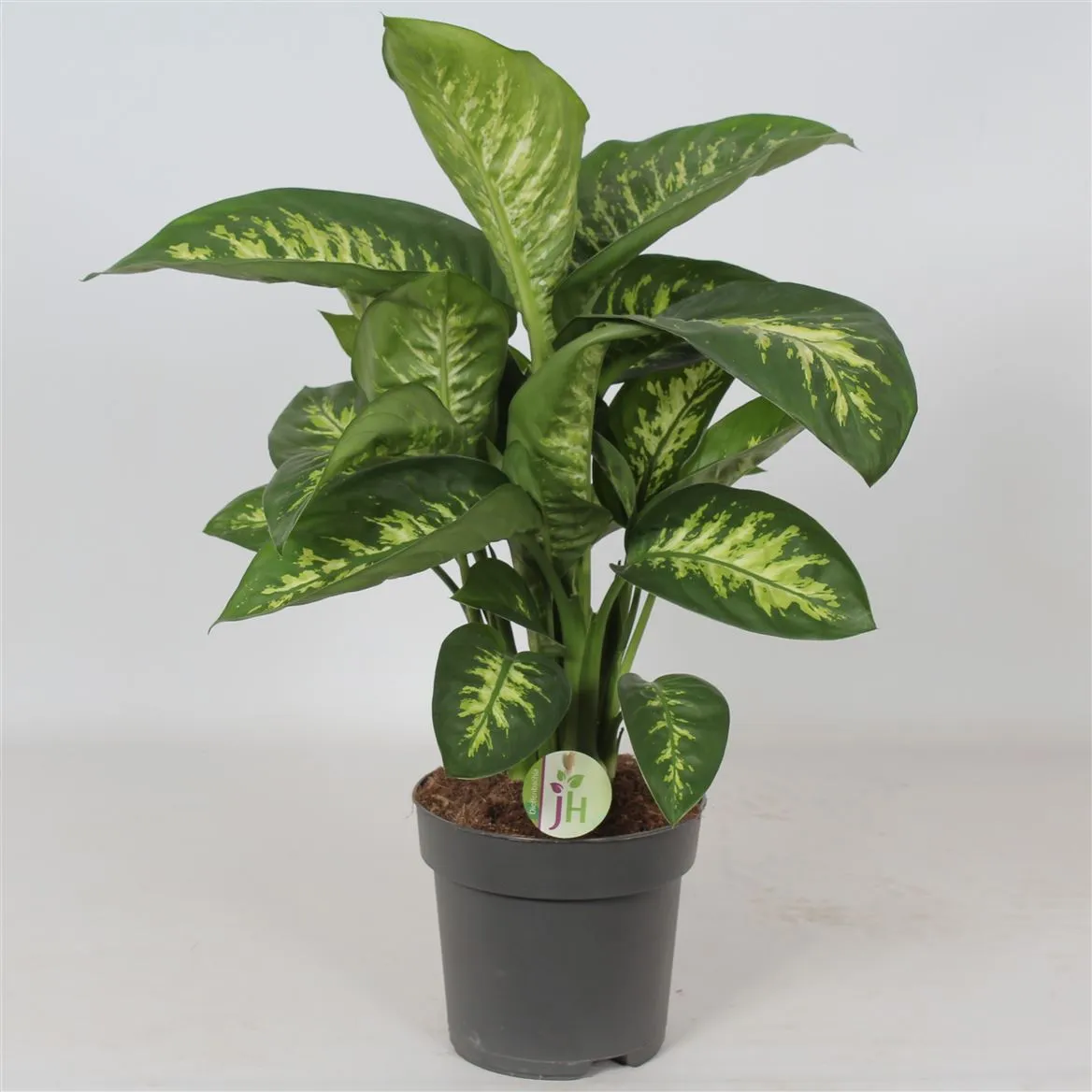 Dieffenbachia 'reeva' • črepník 21 cm