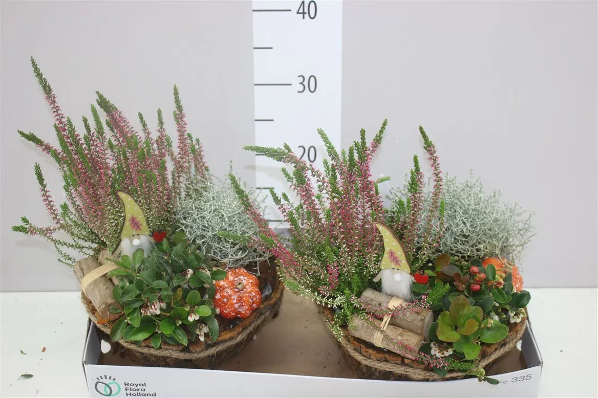 Arr Tuinplanten In Boomschorspot Met Touwrand • črepník 24 cm