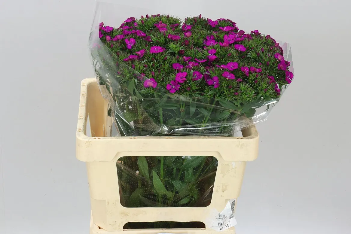 Di Barb Neon Purple • 55 cm
